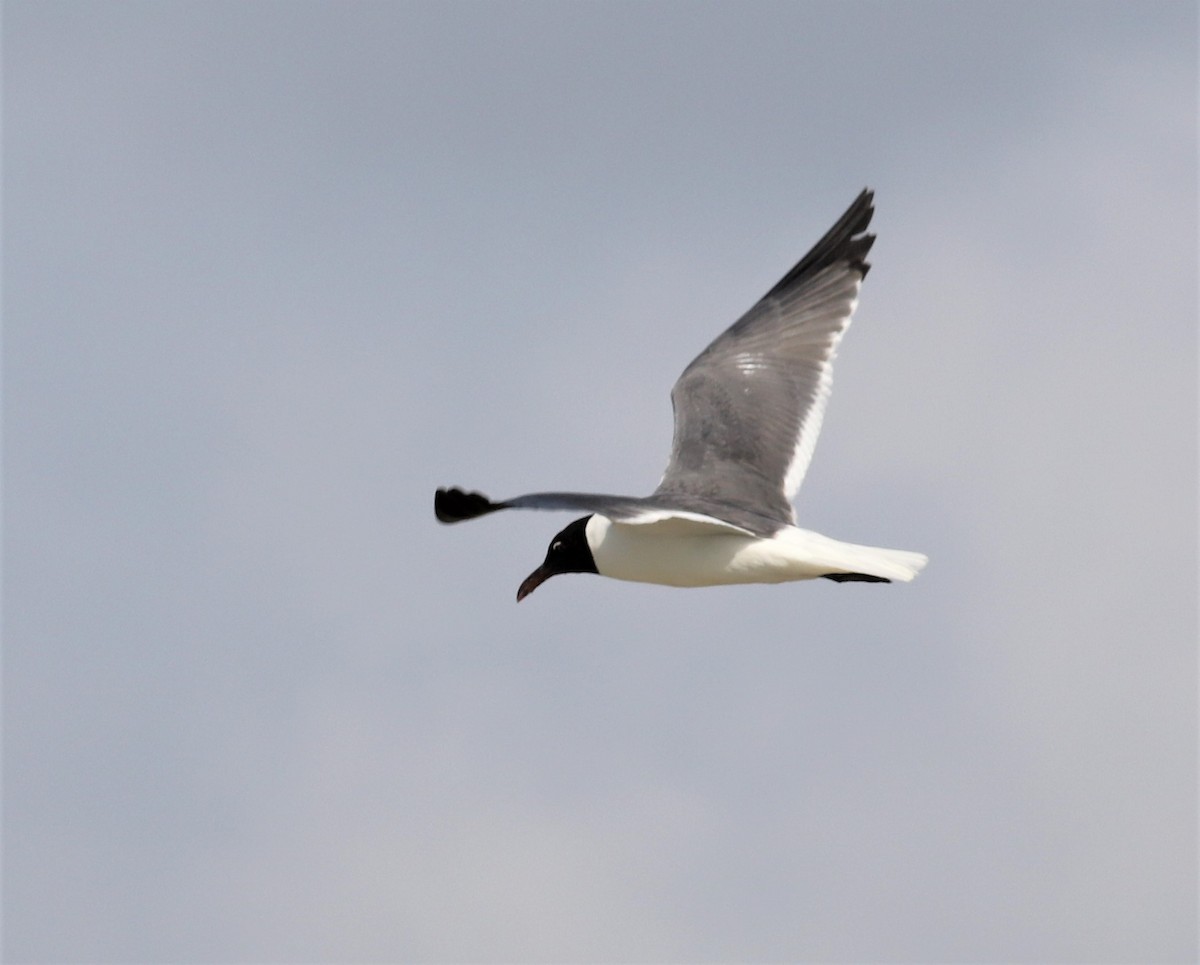 Laughing Gull - Mike Riley
