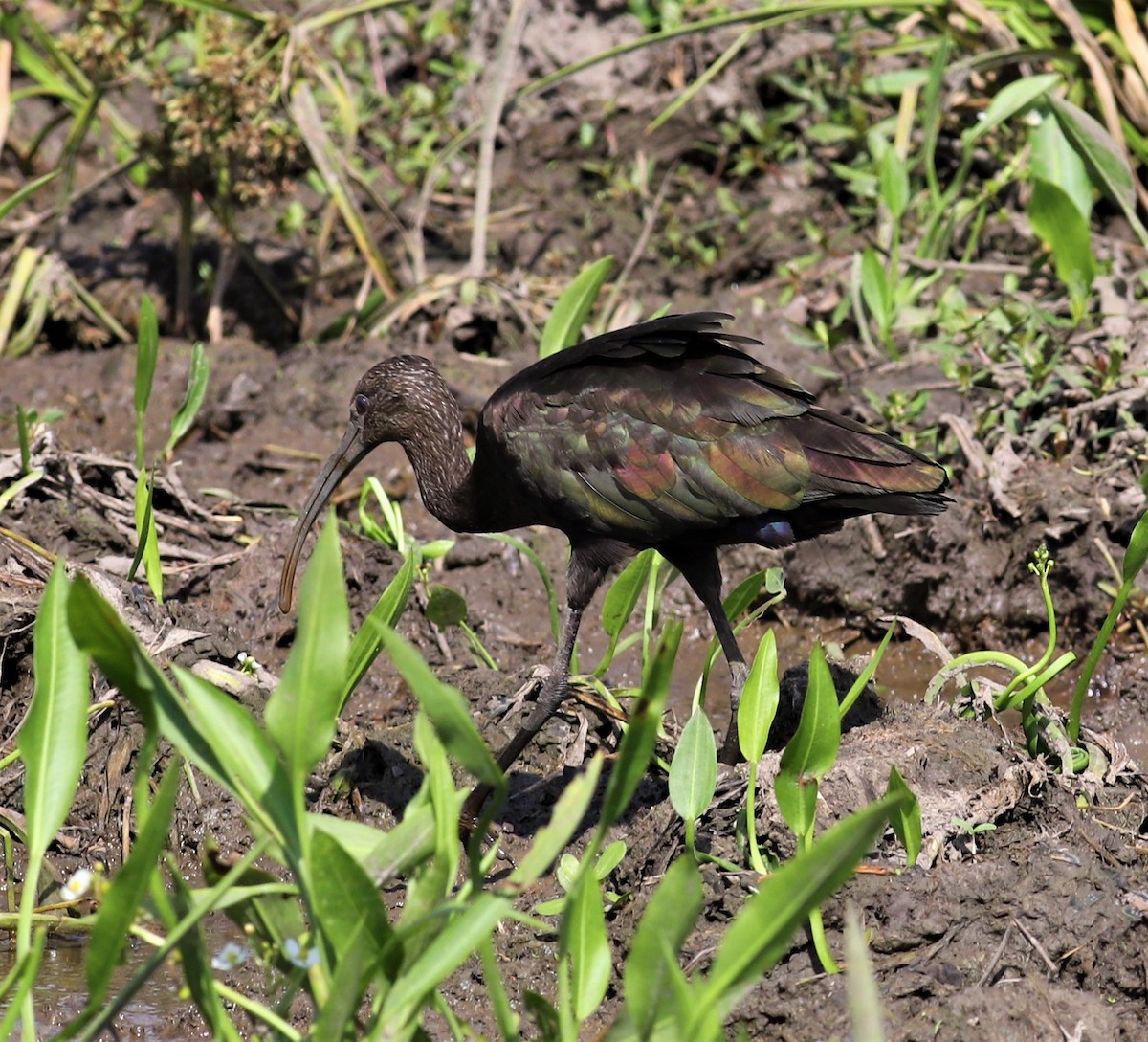 Glossy/White-faced Ibis - Mike Riley