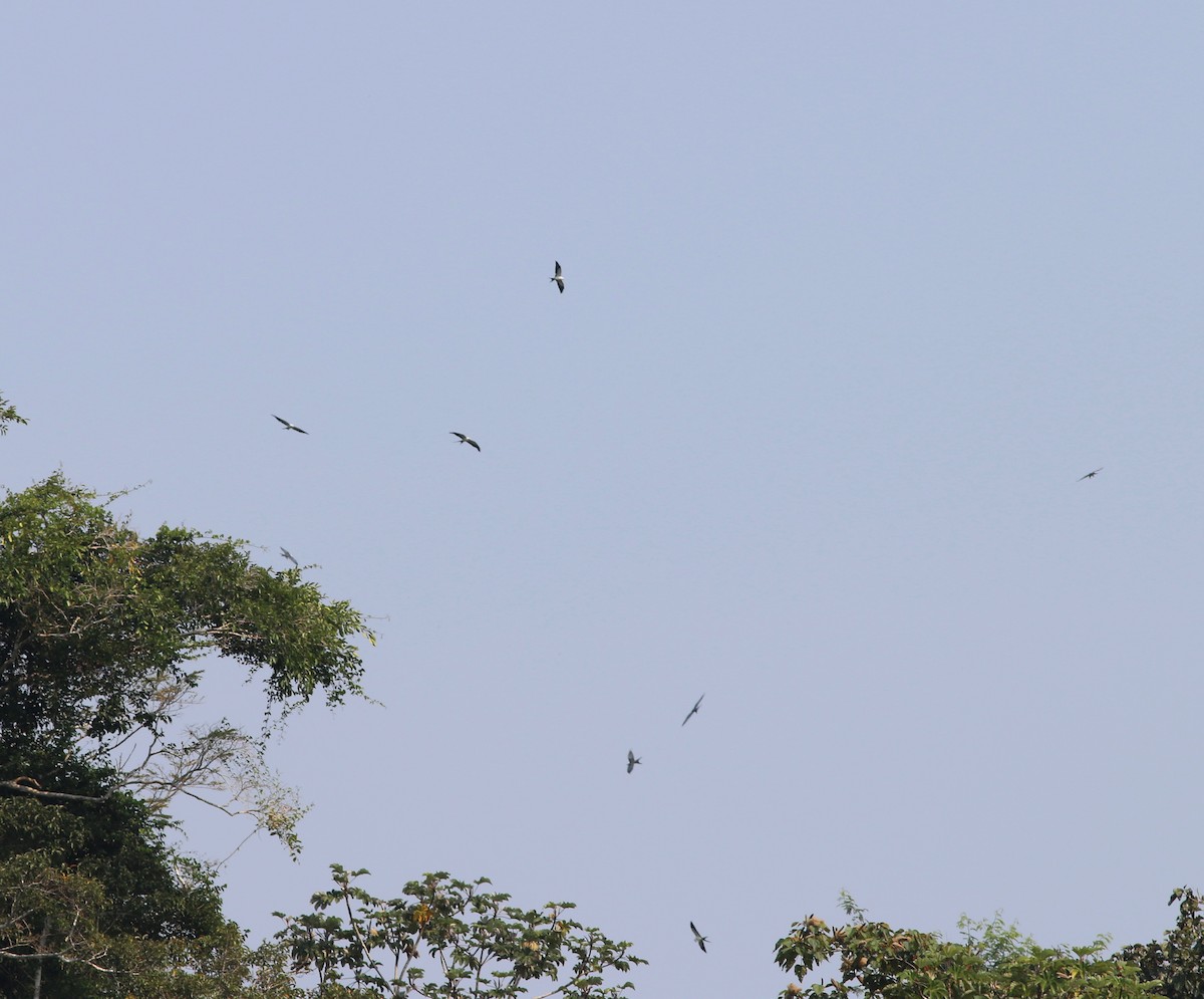 Swallow-tailed Kite - Anna Hiller