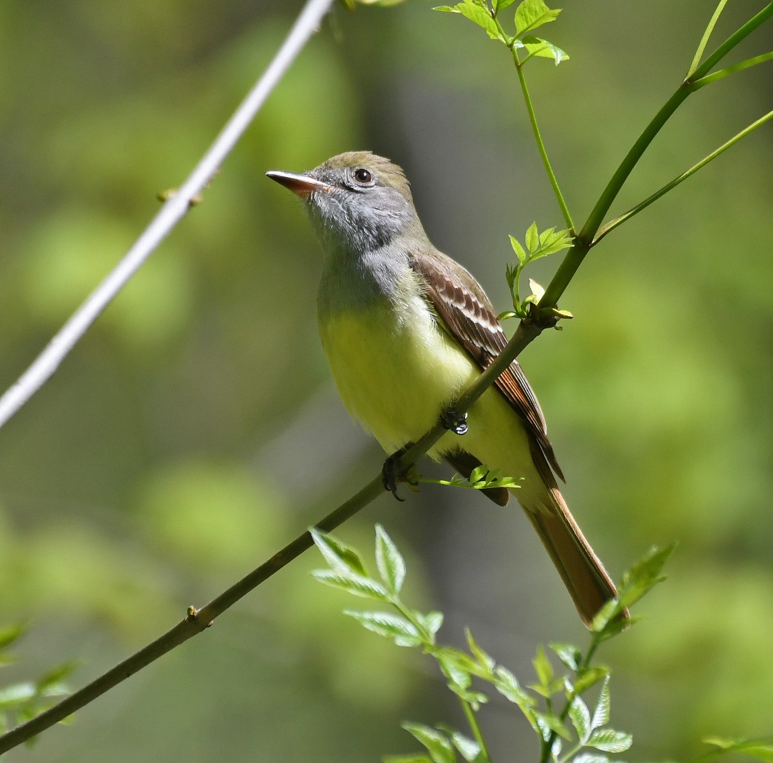 Great Crested Flycatcher - ML236912961