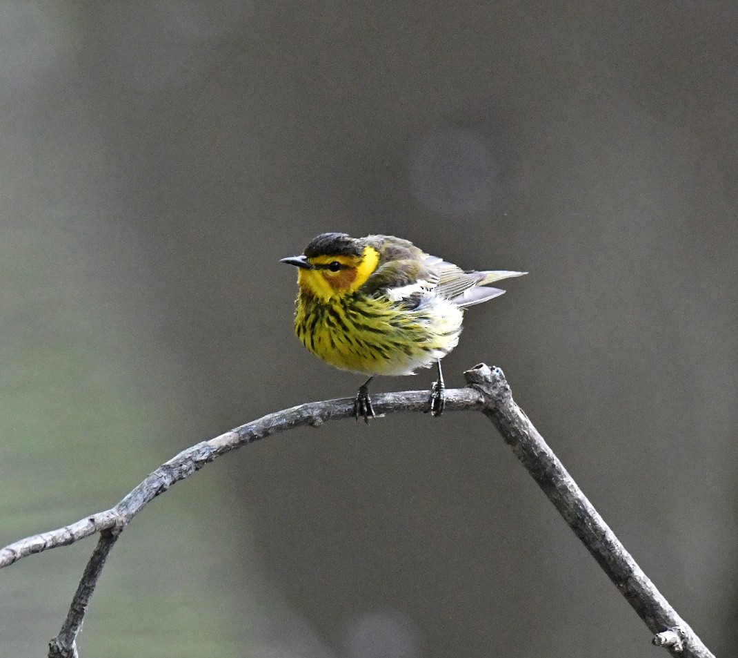 Cape May Warbler - ML236913231