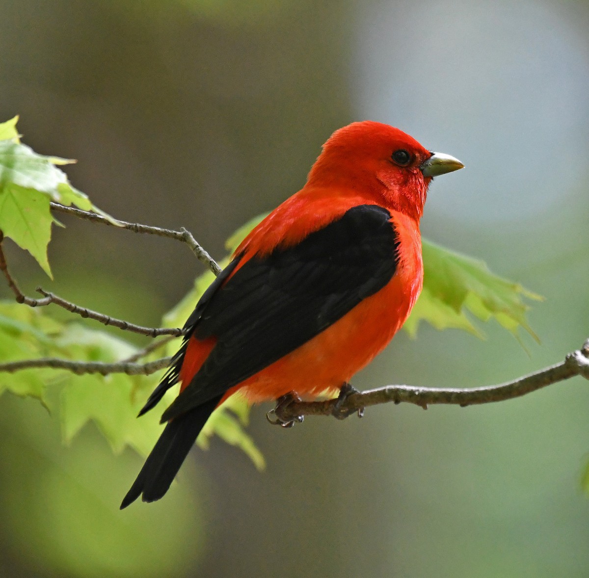 Scarlet Tanager - ML236913511