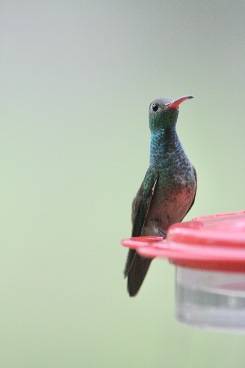 Buff-bellied Hummingbird - ML236915101