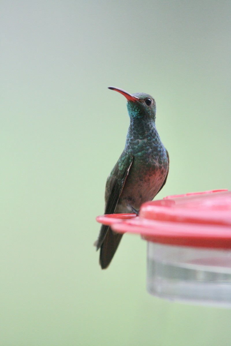 Buff-bellied Hummingbird - ML236915131