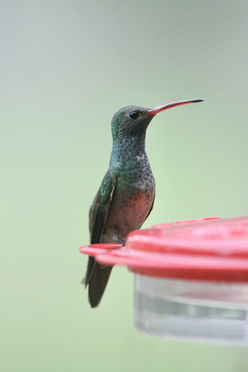 Buff-bellied Hummingbird - Alex Lin-Moore