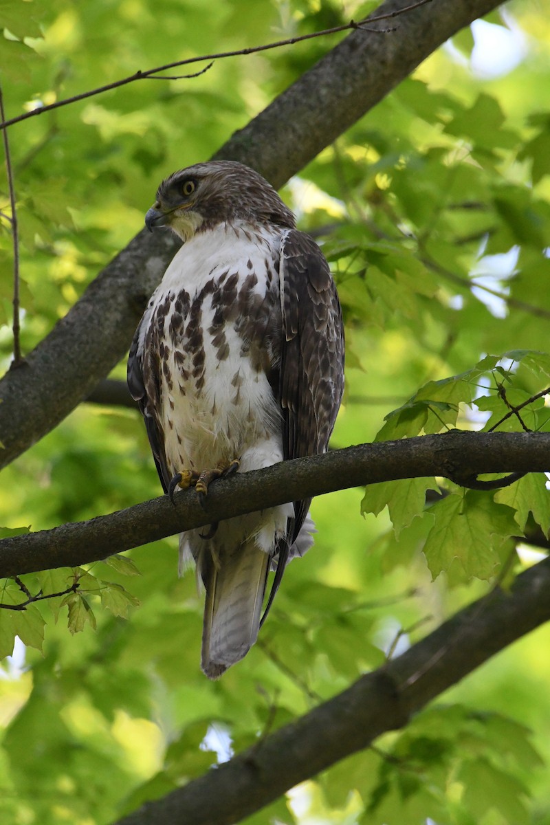 Red-tailed Hawk - ML236917641
