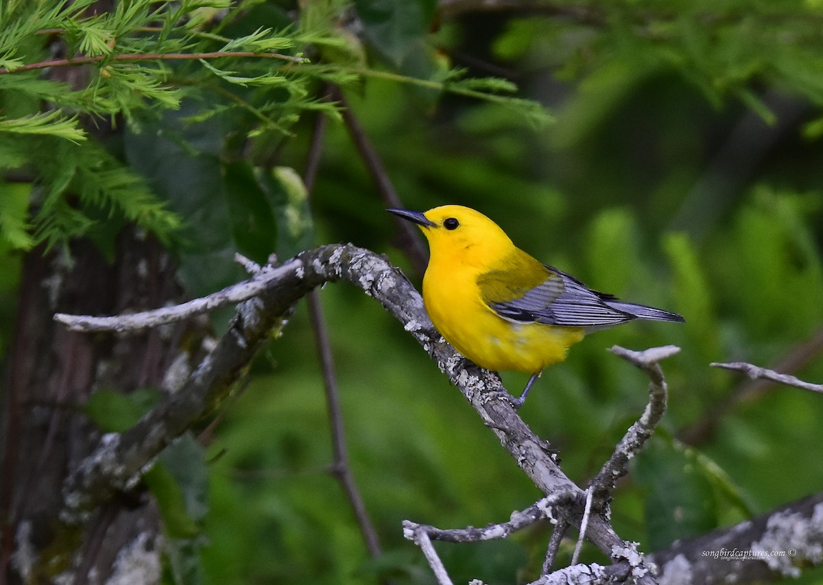 Prothonotary Warbler - Candace Casey