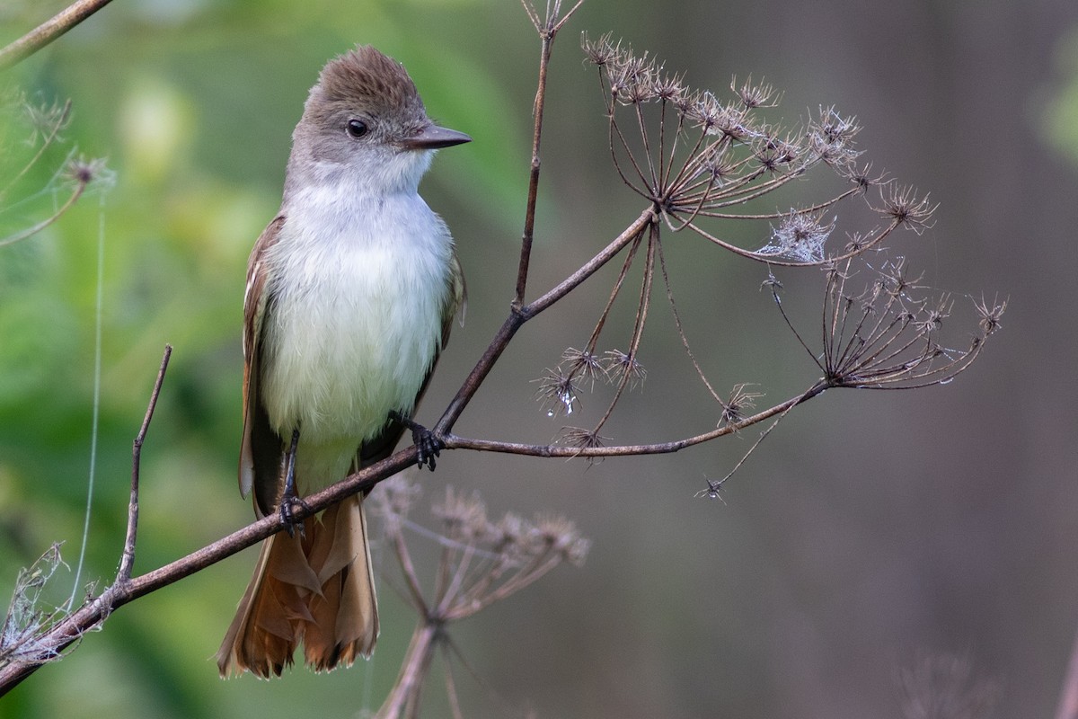 Ash-throated Flycatcher - Rob Fowler