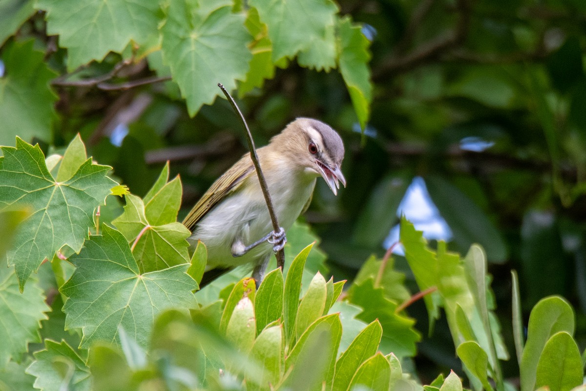 Red-eyed Vireo - Perry Doggrell