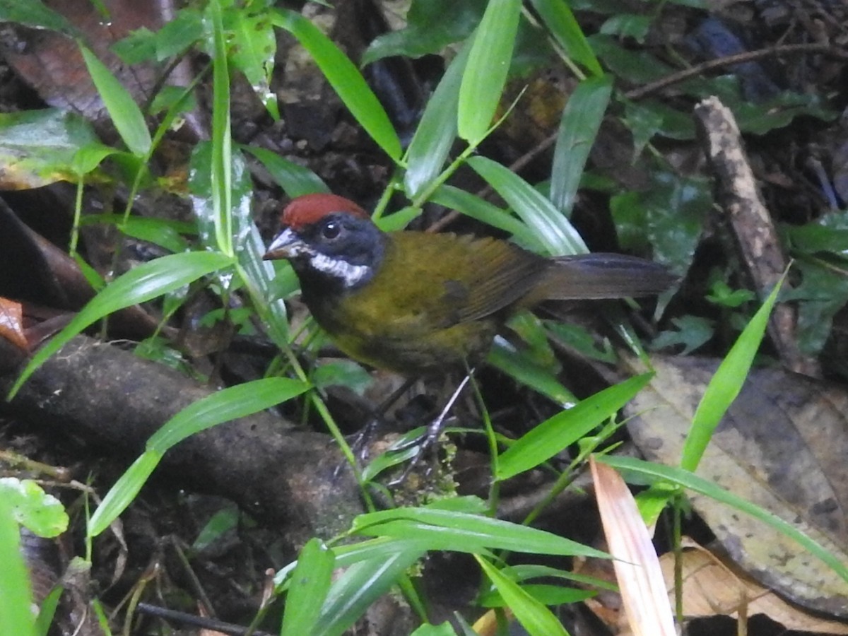 Sooty-faced Finch - ML236930651