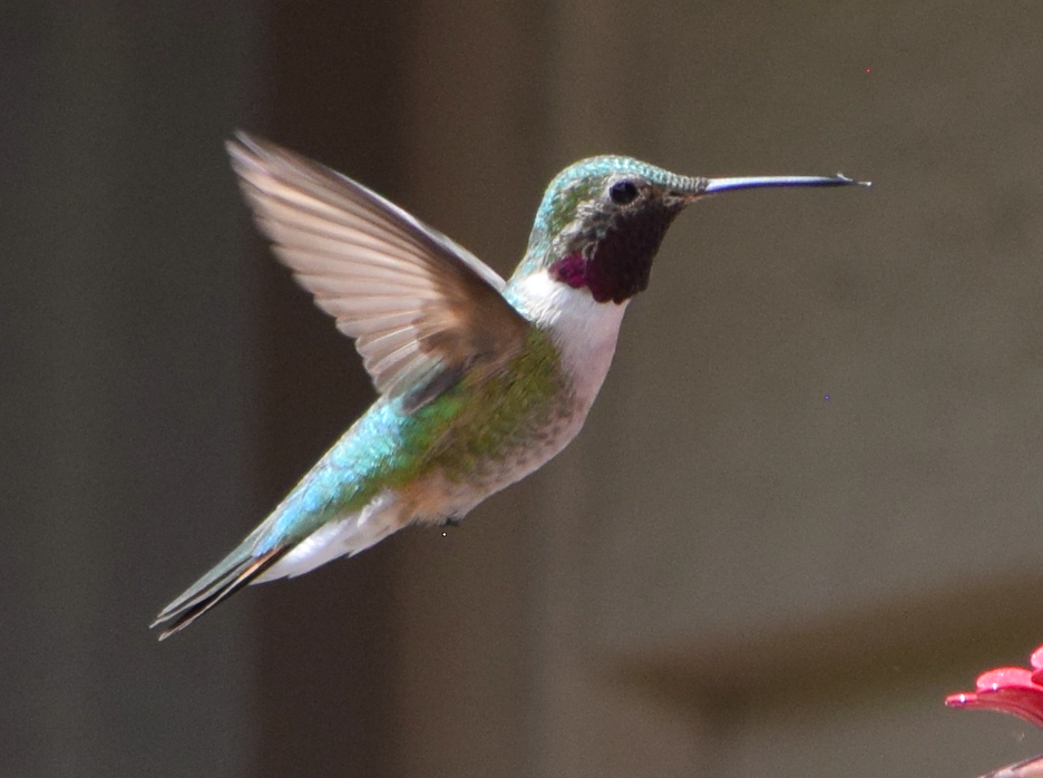 Broad-tailed Hummingbird - Ashley Martens