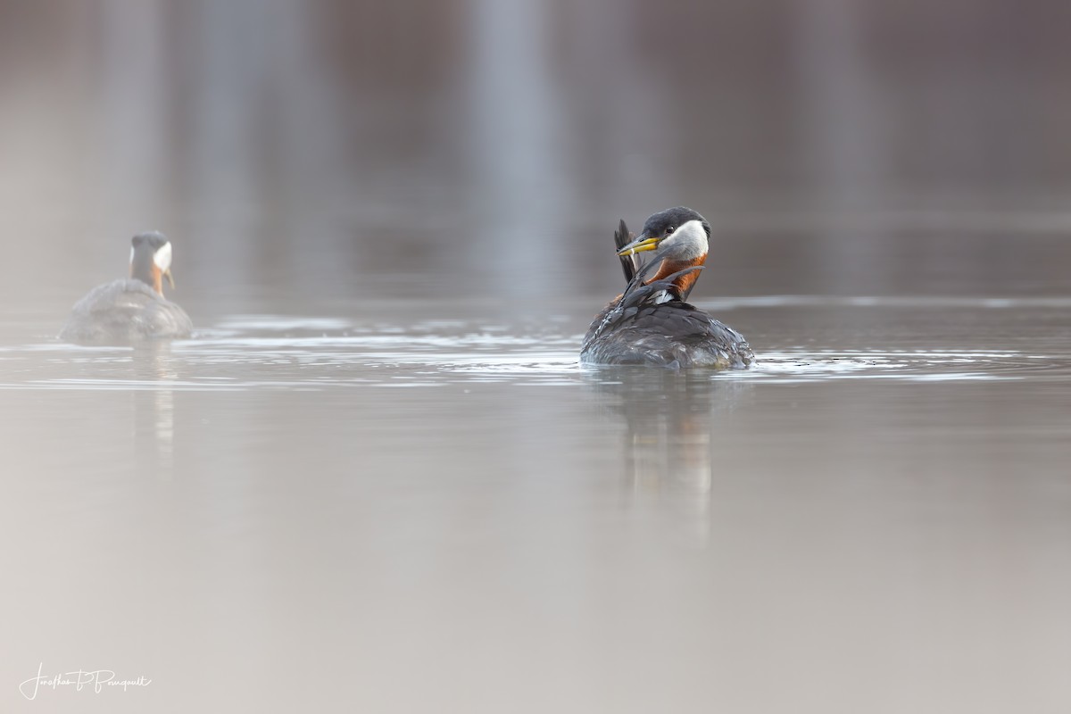 Red-necked Grebe - ML236931661