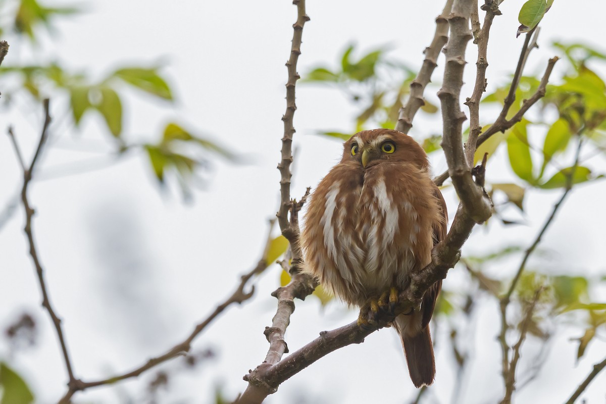 Ferruginous Pygmy-Owl - Gabriel Bonfa