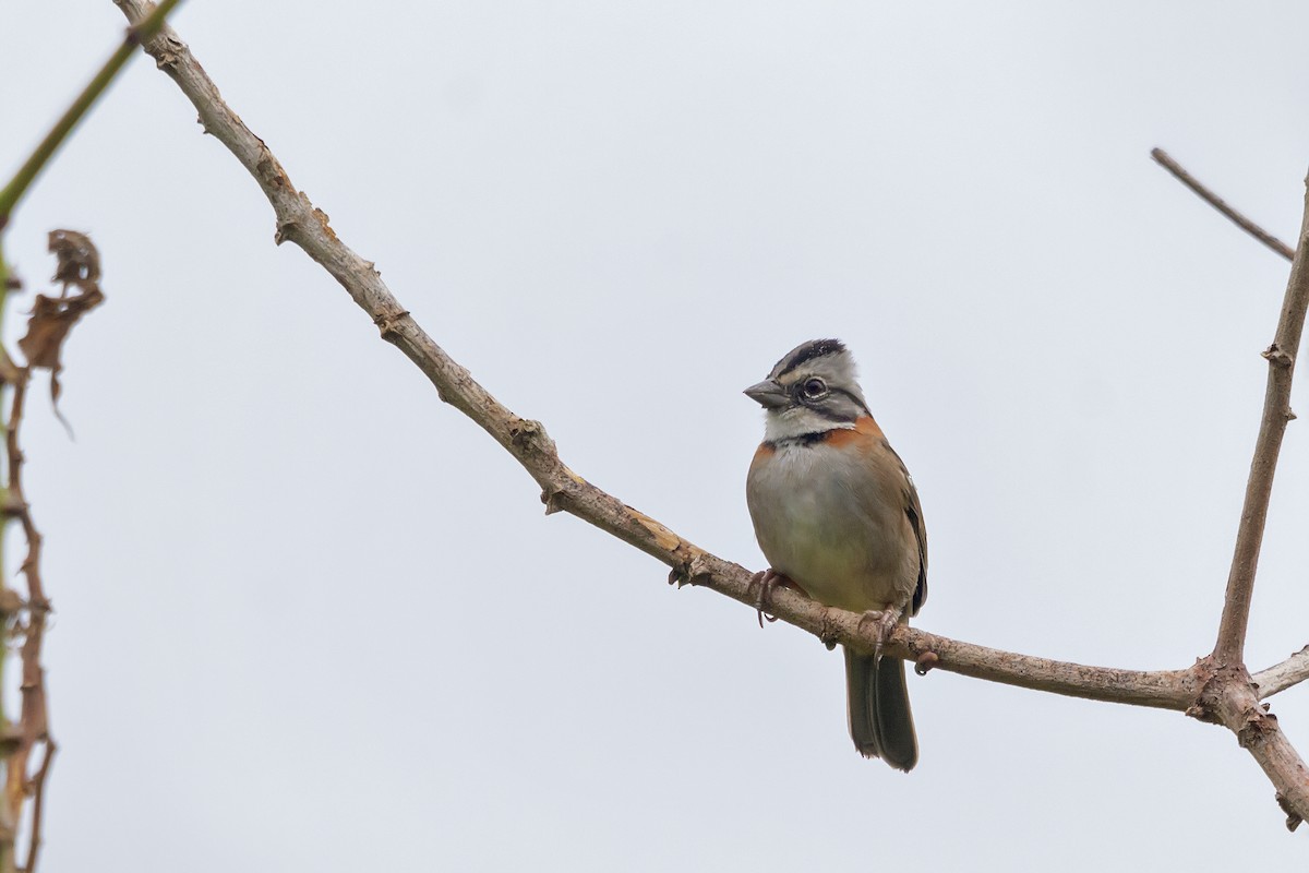 Rufous-collared Sparrow - Gabriel Bonfa