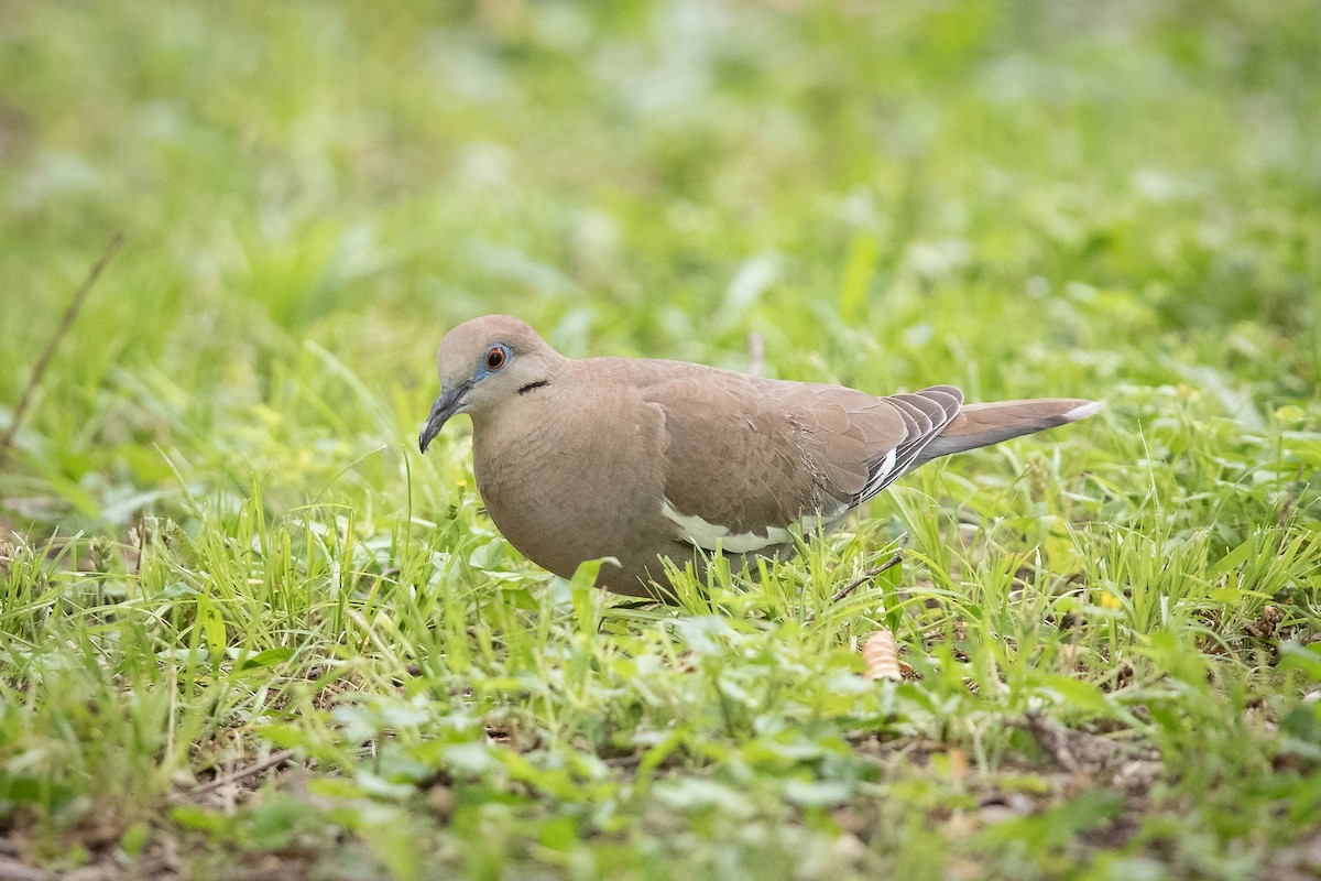 White-winged Dove - Mike Cameron