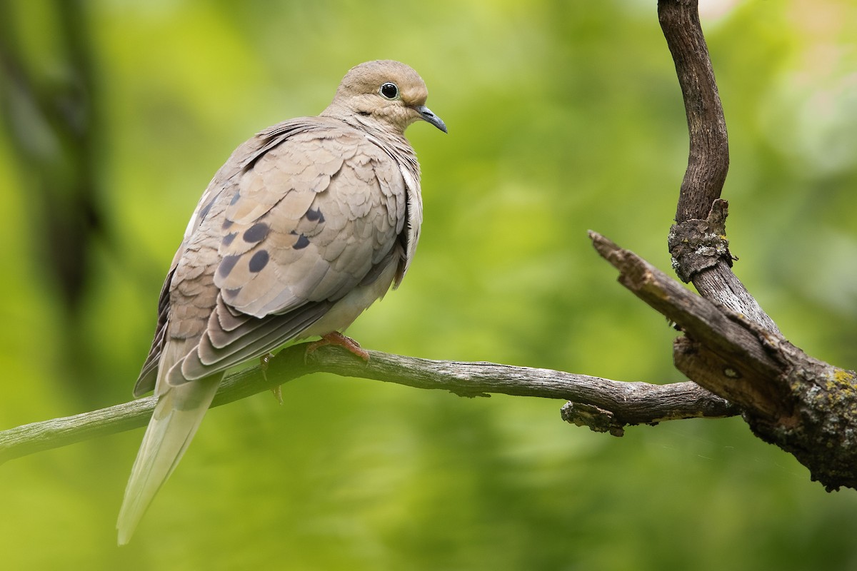 Mourning Dove - Mike Cameron