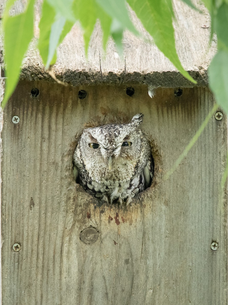 Eastern Screech-Owl - Mike Cameron