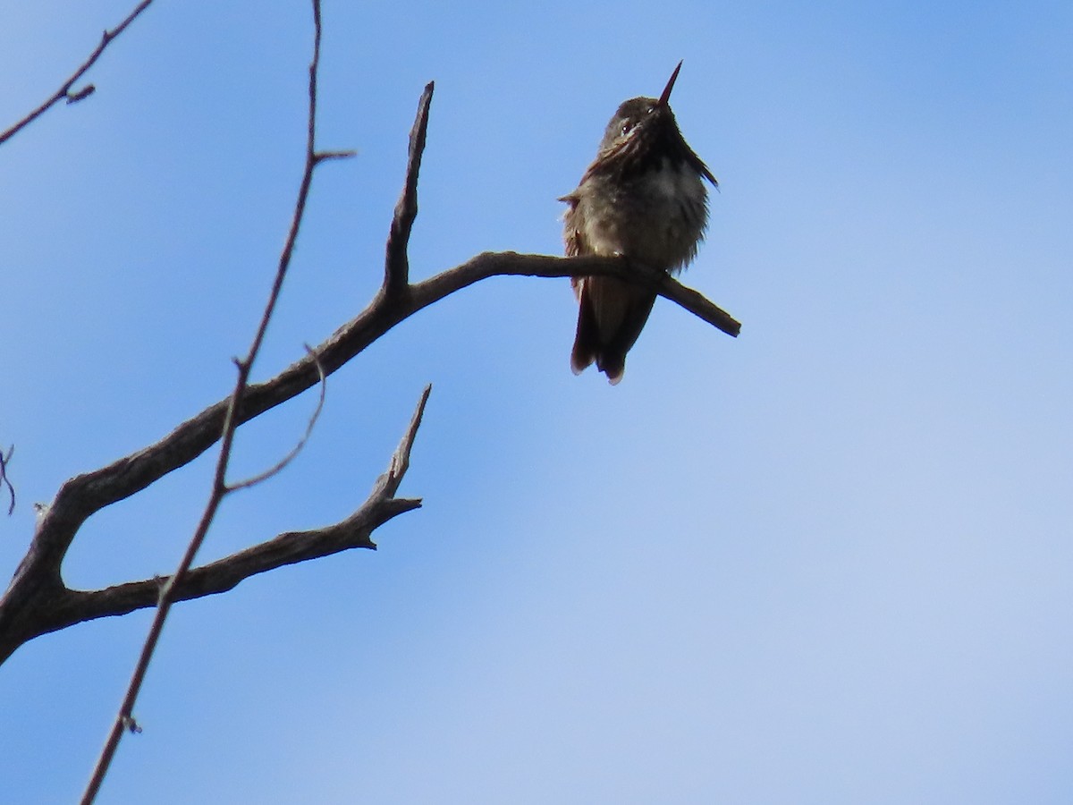 Calliope Hummingbird - Brent Thomas