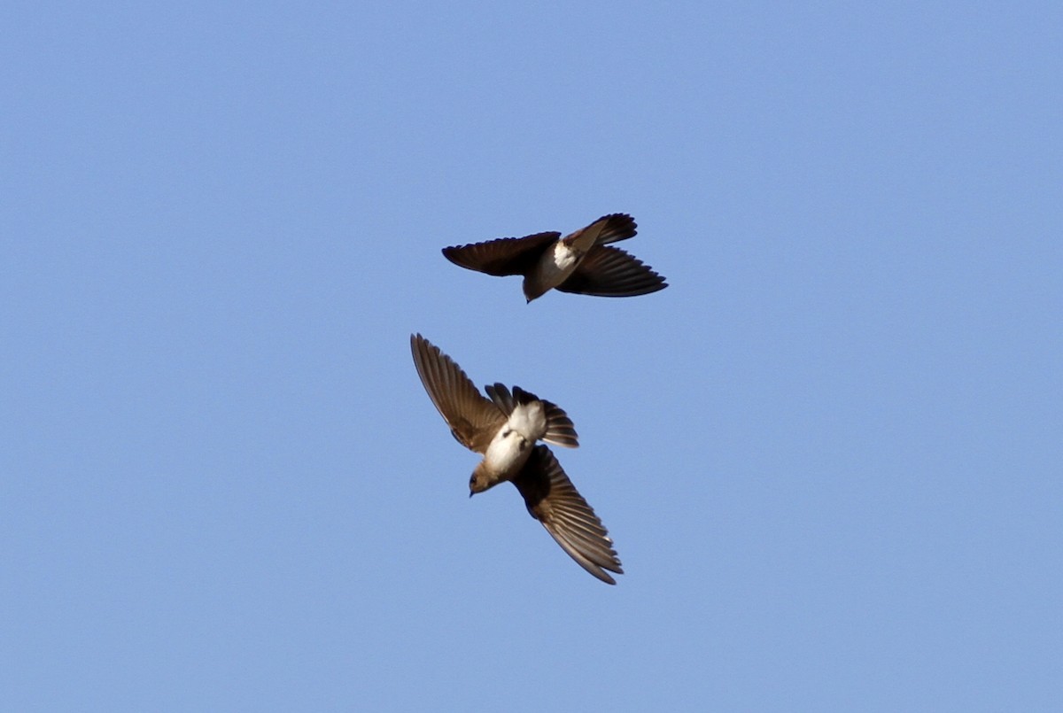 Northern Rough-winged Swallow - ML236939361