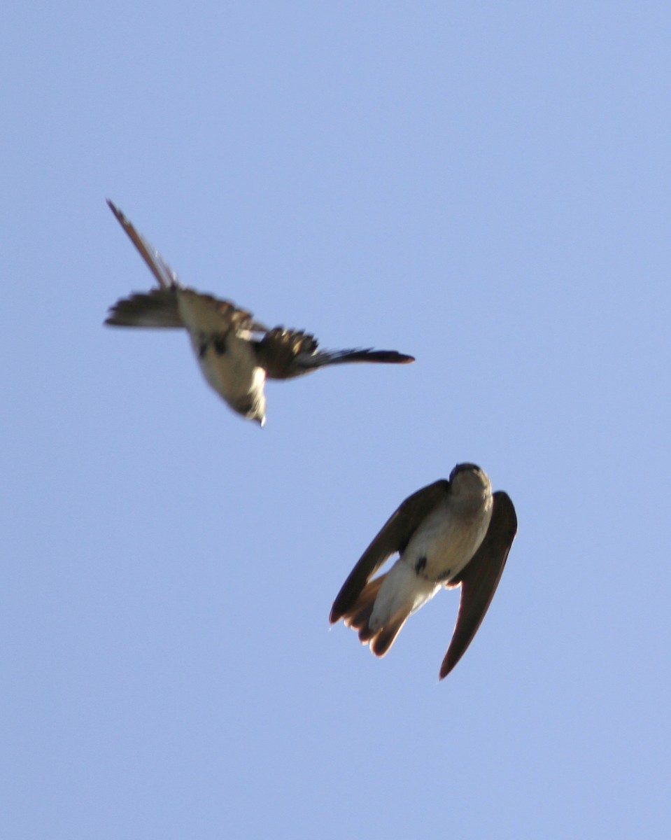 Northern Rough-winged Swallow - Brennan Mulrooney