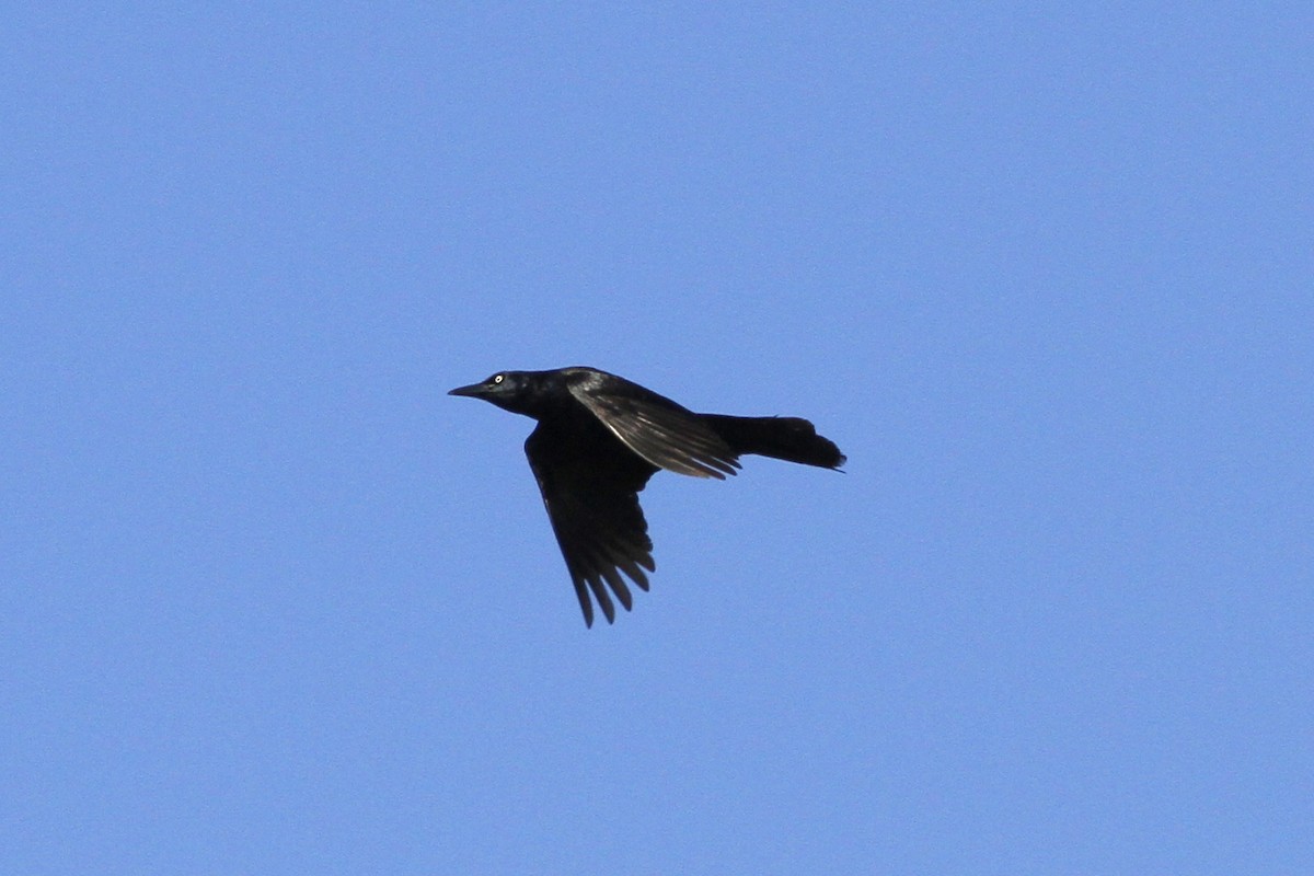 Great-tailed Grackle - ML236939411