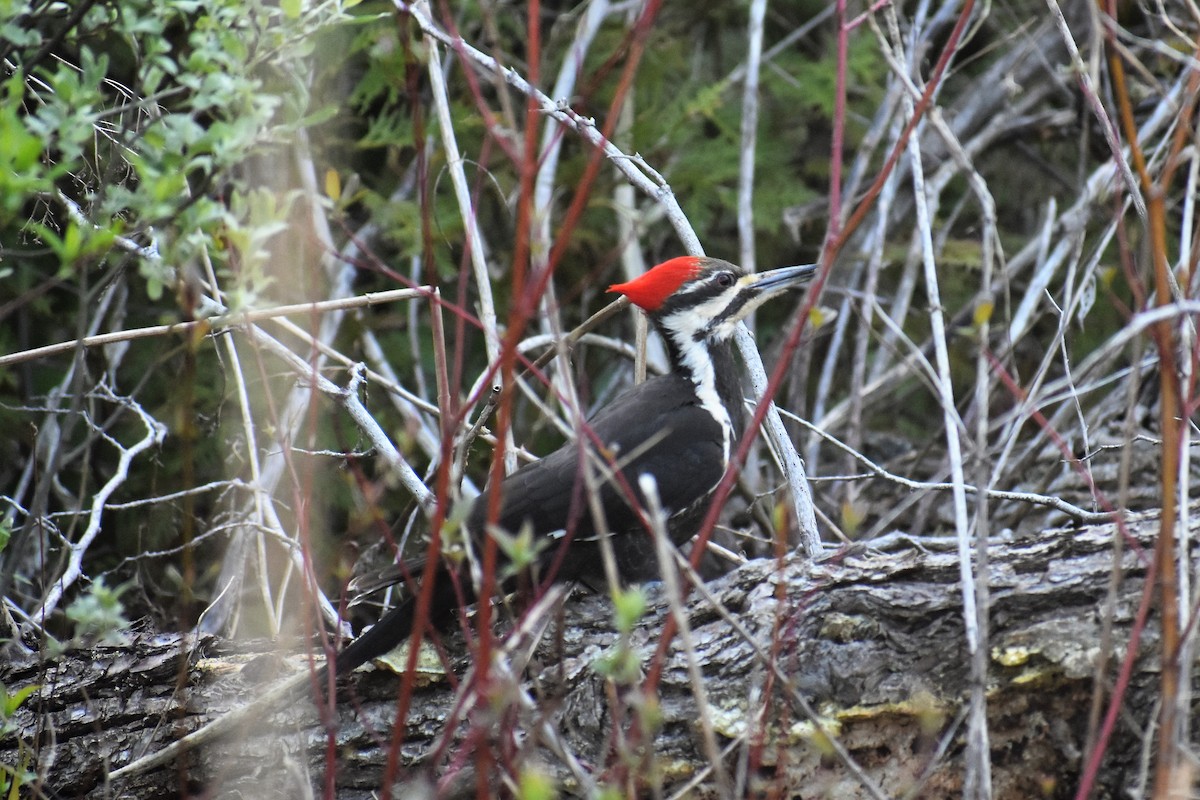 Pileated Woodpecker - Terry Bohling