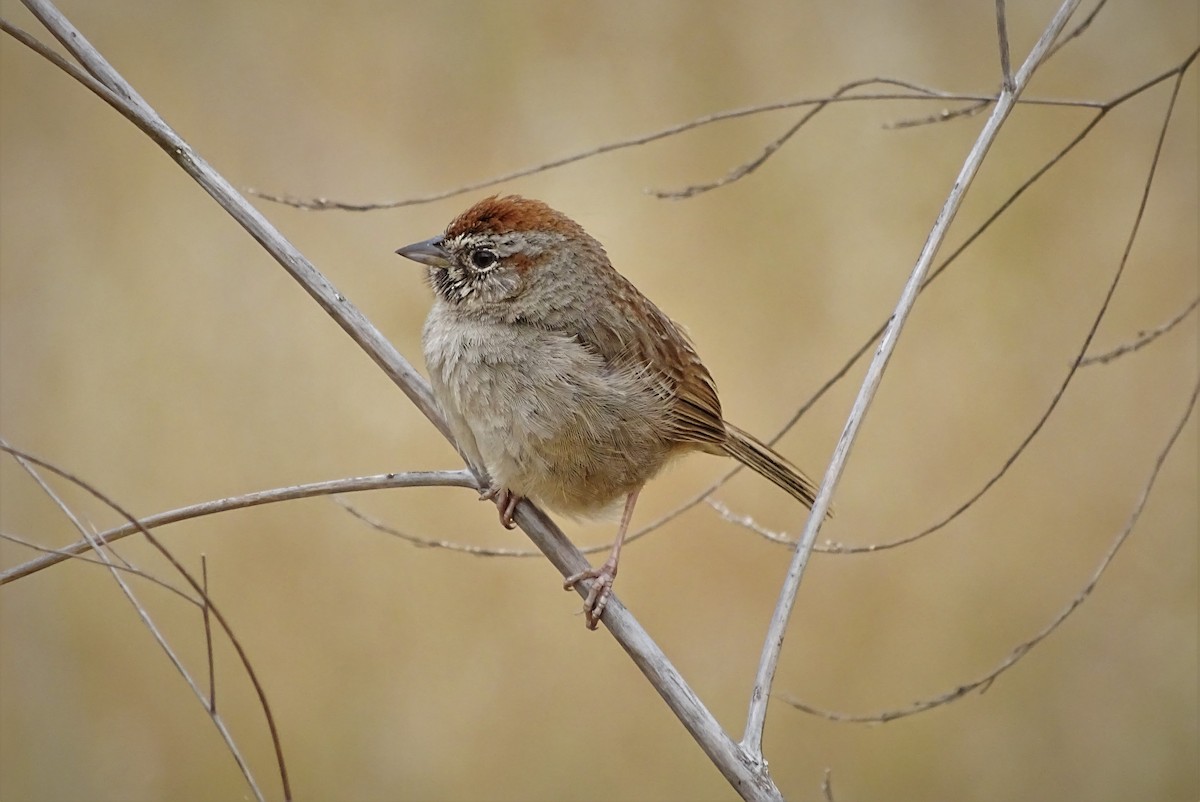 Rufous-crowned Sparrow - Bill Pelletier