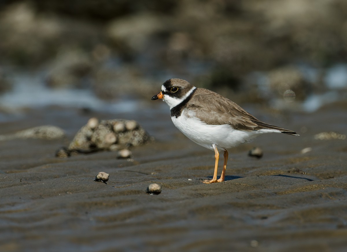 Semipalmated Plover - ML236950401