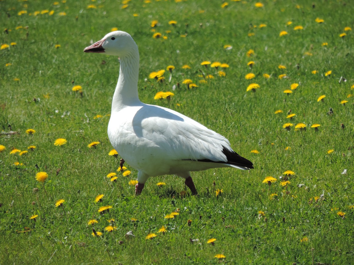 Snow Goose - Rick Bird