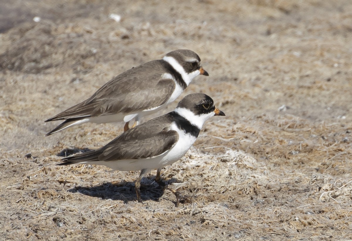 Semipalmated Plover - ML236951371