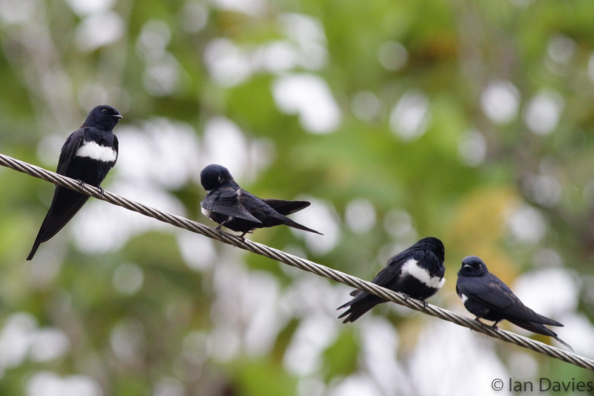 White-banded Swallow - Ian Davies