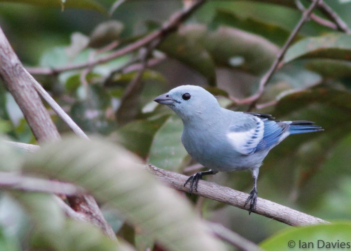 Blue-gray Tanager - ML23695541