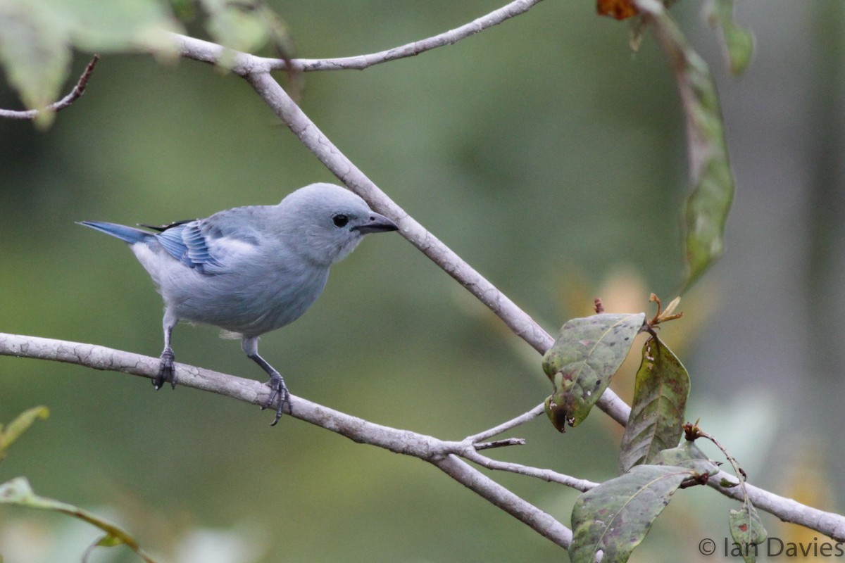Blue-gray Tanager - ML23695551