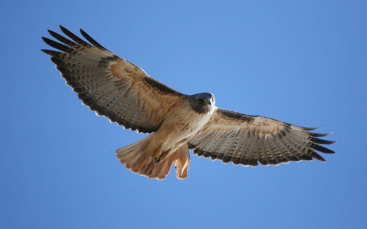 Red-tailed Hawk - ML23695631