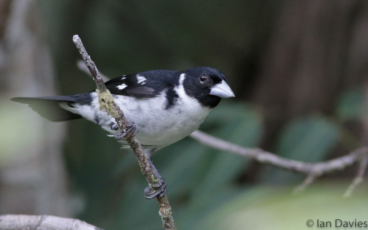 White-naped Seedeater - ML23695661