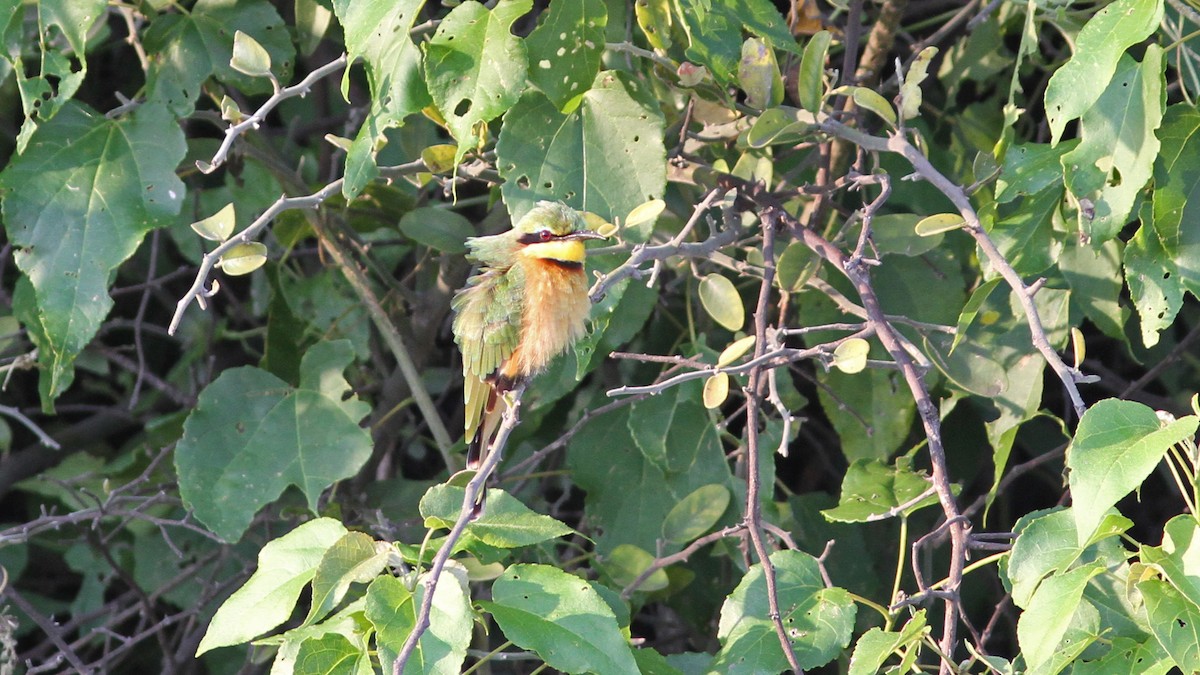 Little Bee-eater - ML23695891
