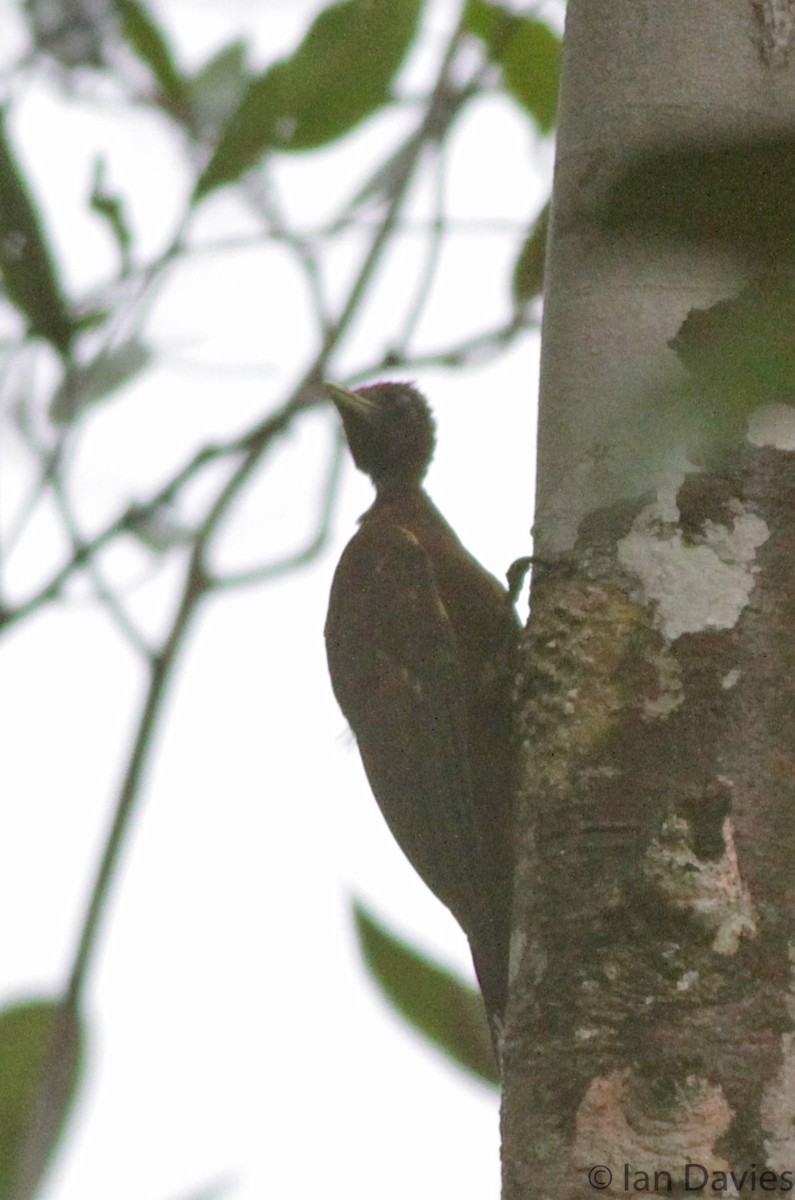 Chestnut Woodpecker - ML23695941