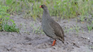  - Red-billed Spurfowl