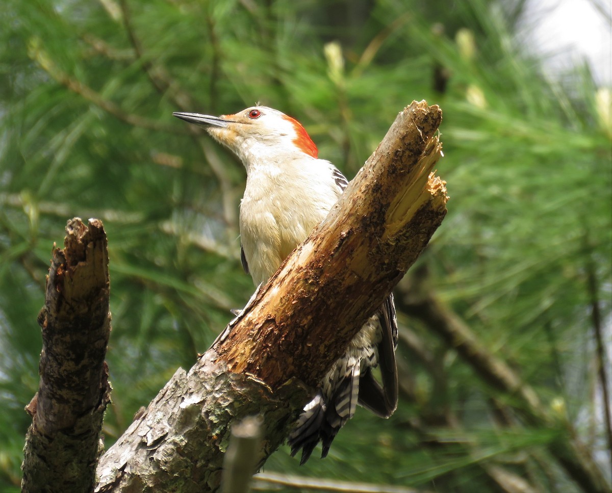 Red-bellied Woodpecker - ML236964881