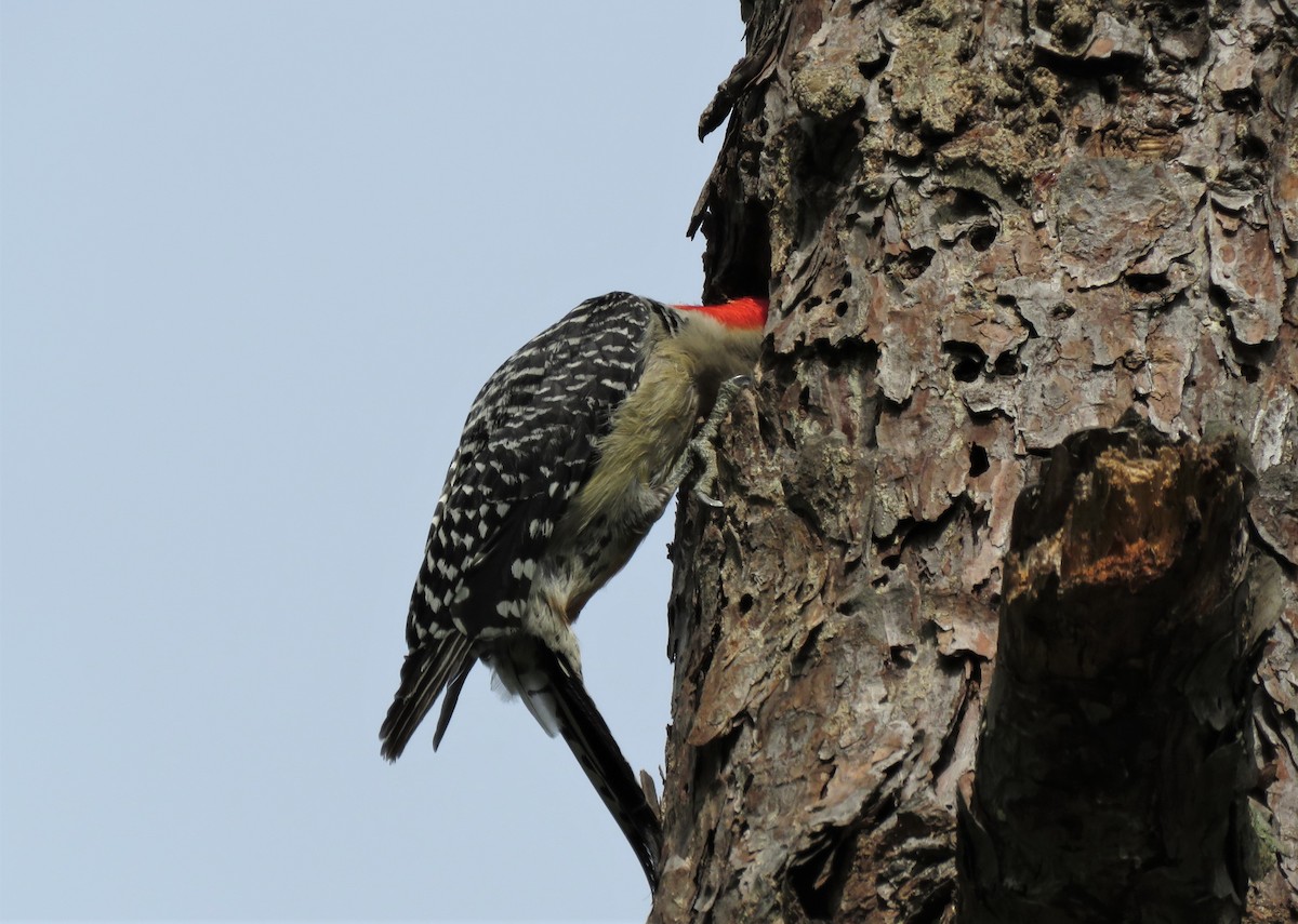 Red-bellied Woodpecker - ML236964891