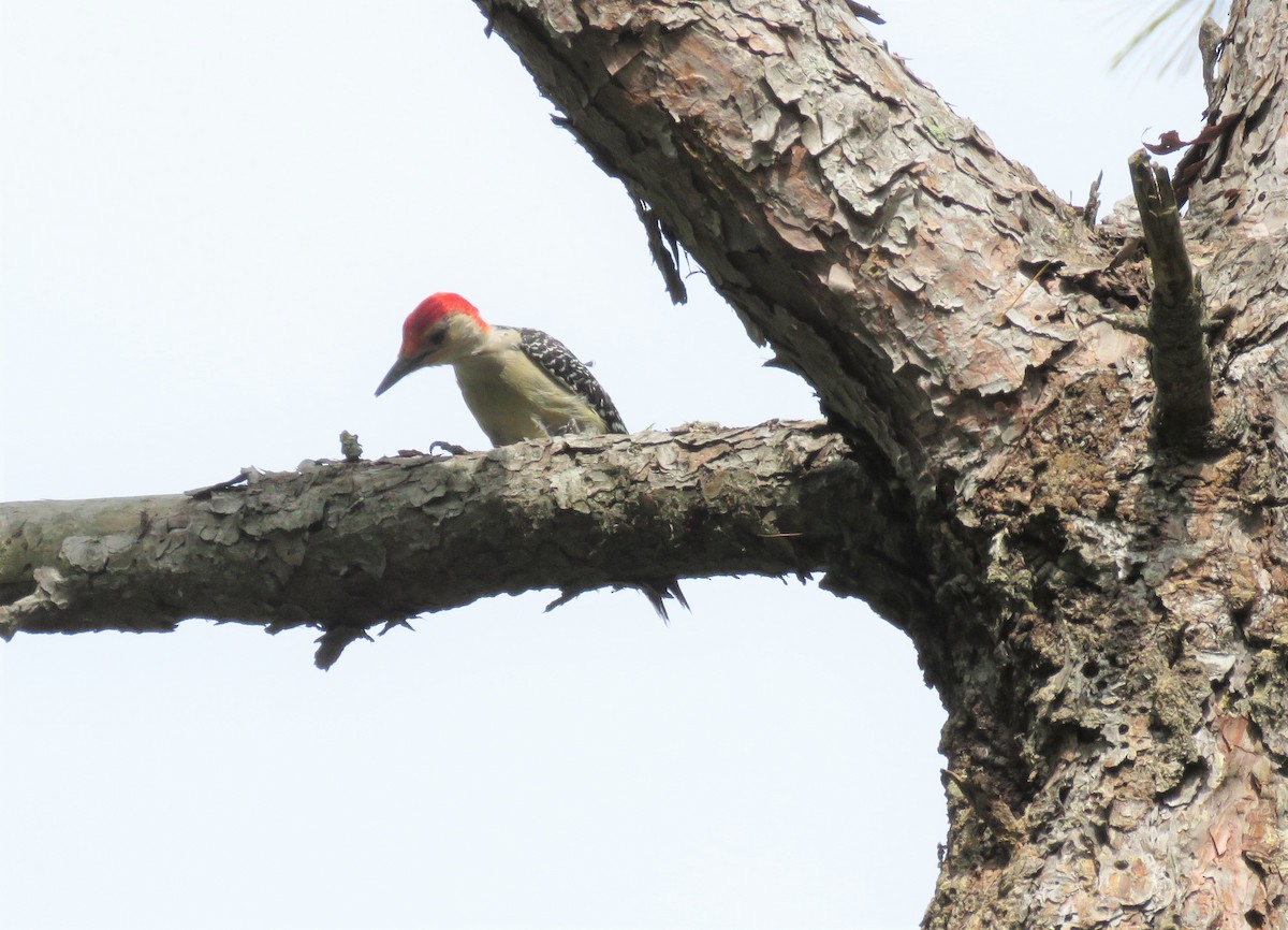 Red-bellied Woodpecker - ML236964901