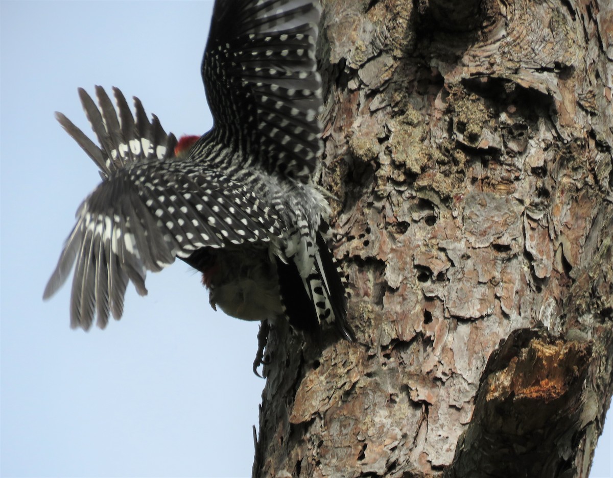 Red-bellied Woodpecker - ML236964911