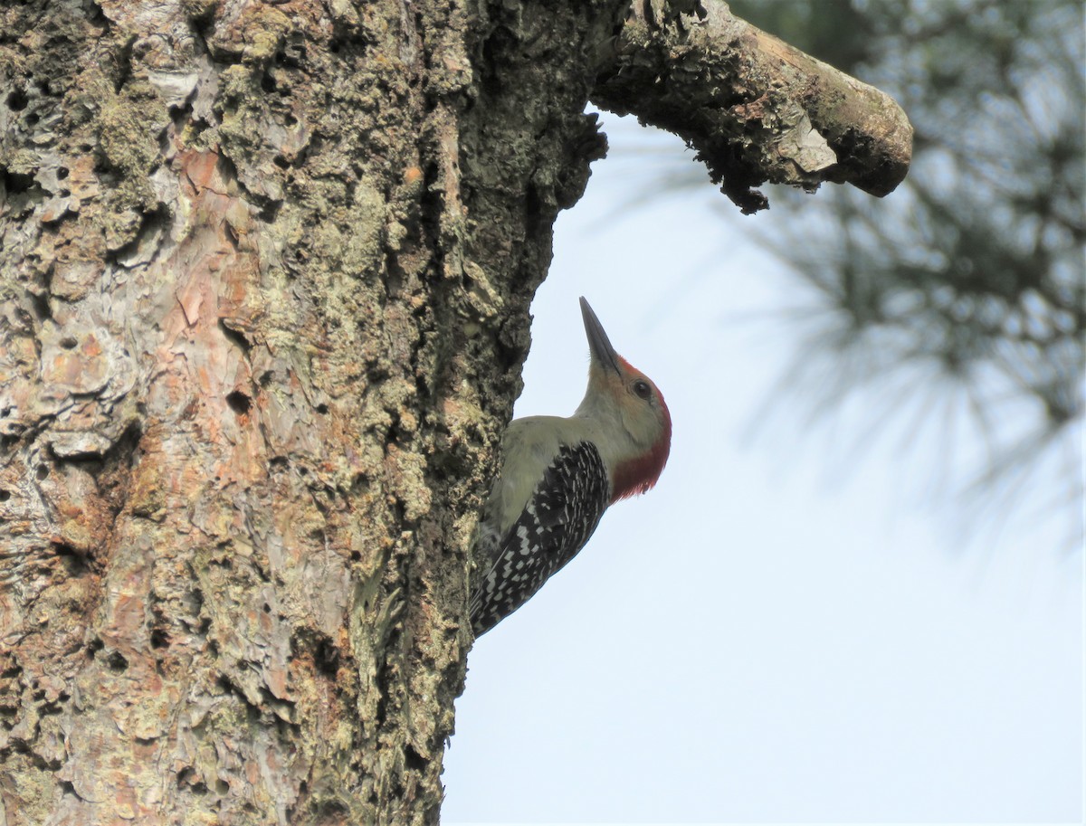 Red-bellied Woodpecker - ML236964931