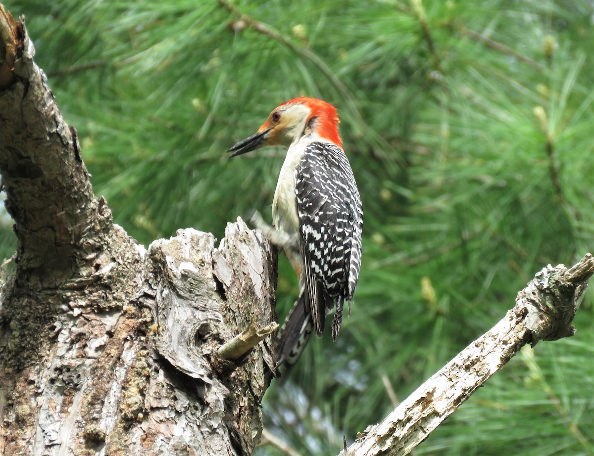 Red-bellied Woodpecker - Michael Bowen