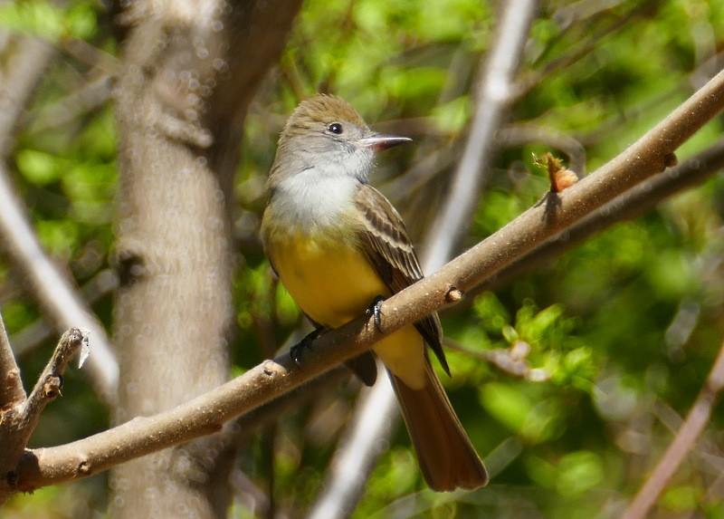Great Crested Flycatcher - ML236965291
