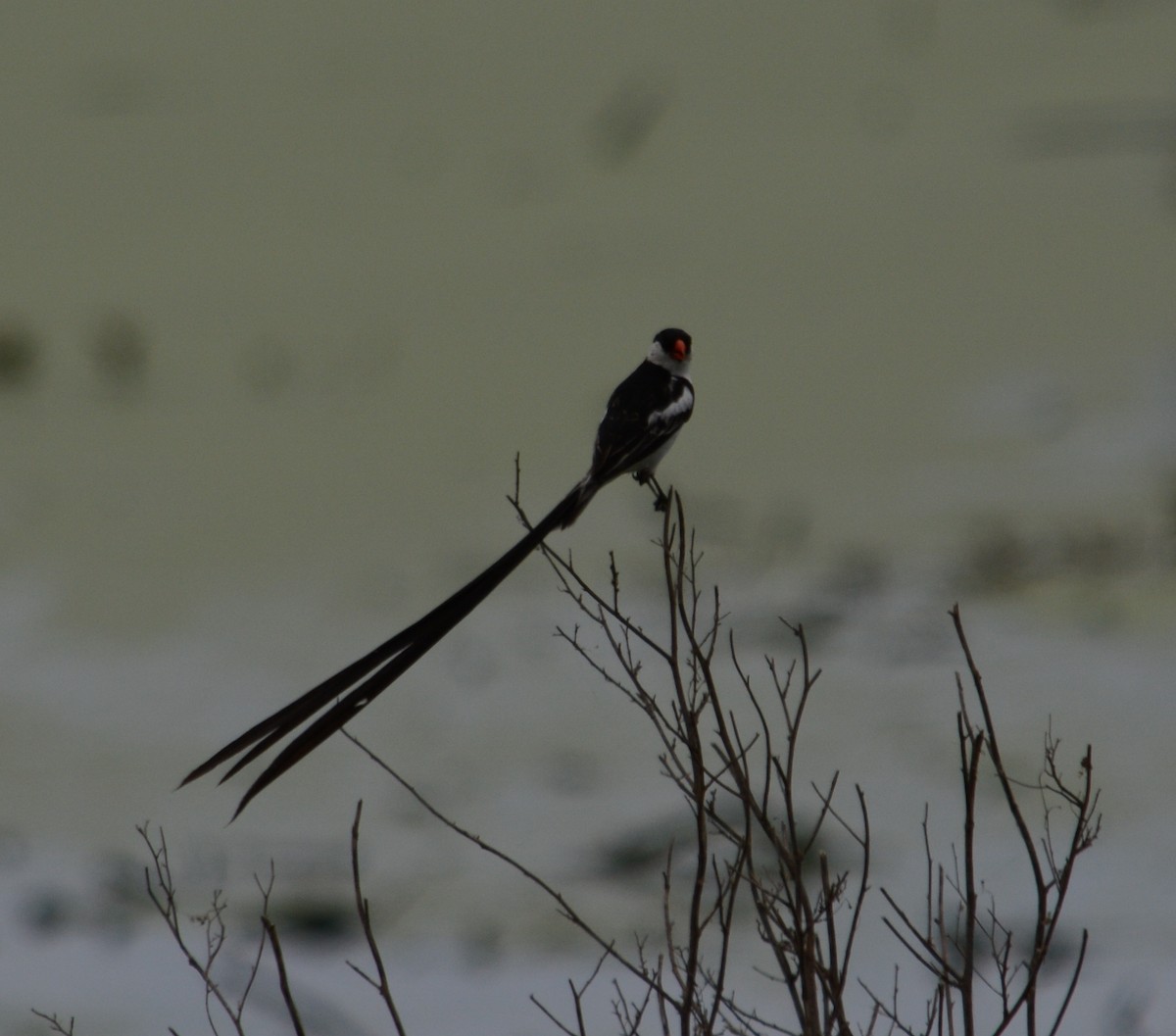 Pin-tailed Whydah - ML236972481