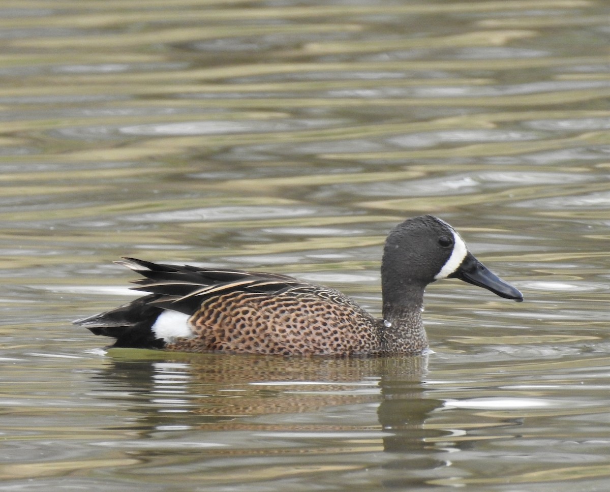 Blue-winged Teal - ML236975801