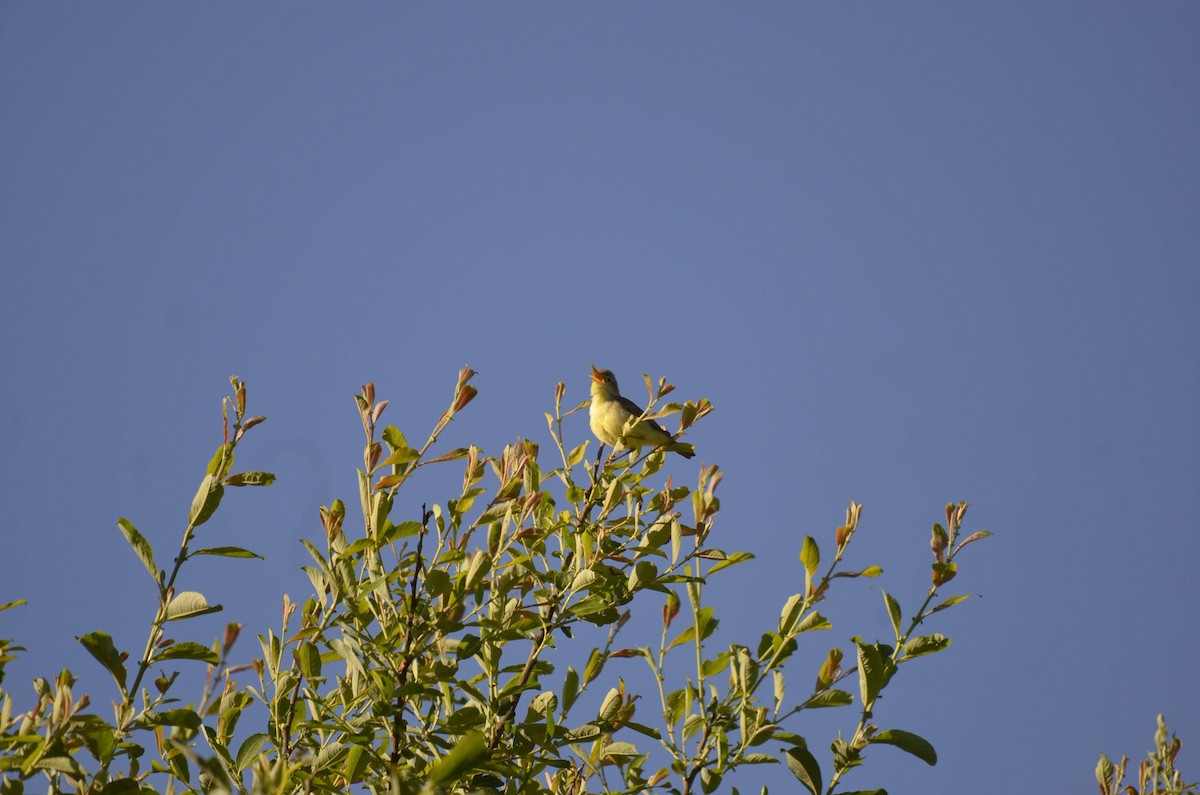 Melodious Warbler - ML236982691
