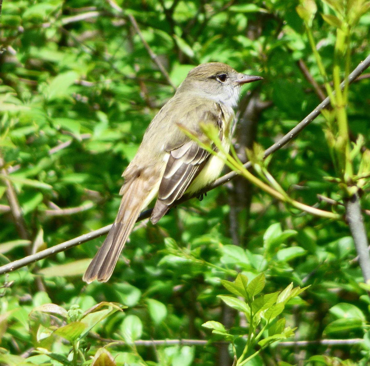 Great Crested Flycatcher - ML236989391