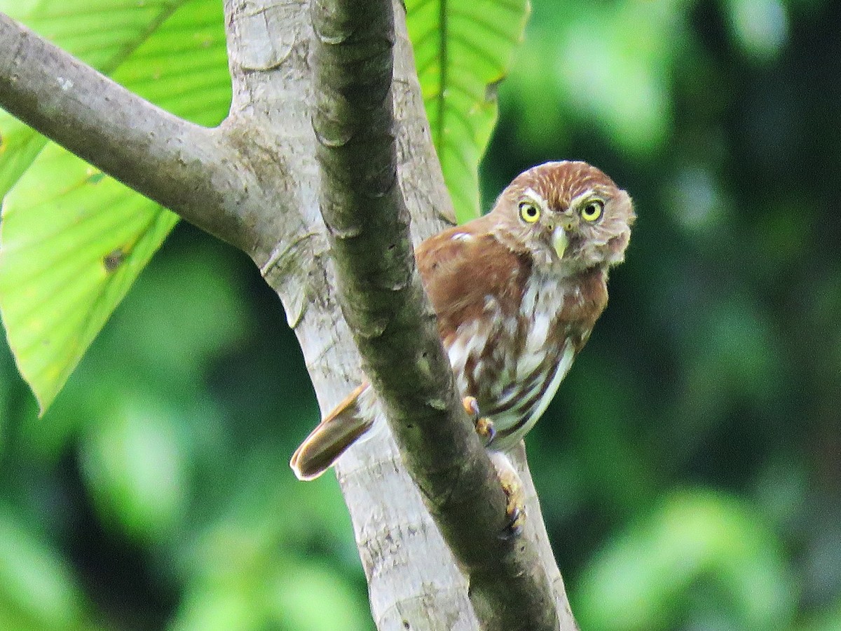 Ferruginous Pygmy-Owl - Luana Alencar